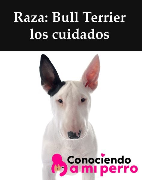 Hoy en día, hay mucha variedad de alimentos donde elegir para una buena nutrición saludable y equilibrada para su Bull Terrier. Bull Terrier, Animals