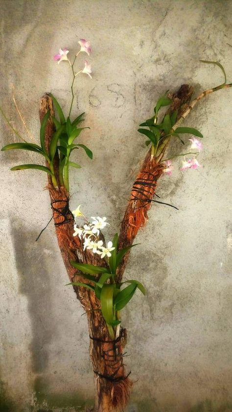 Planting orchids in a wood — Steemit Hanging Orchids Indoors, Orchids On Wood, Planting Orchids, Diy Orchids, Orchids In Water, Flower Tips, Orchid Roots, Orchid Planters, Types Of Orchids