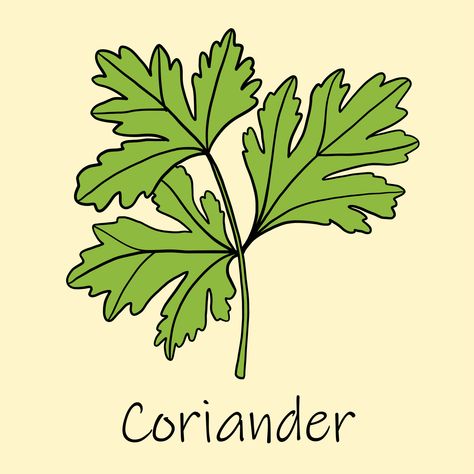 Doodle freehand sketch drawing of coriander. 3527861 Vector Art at Vecteezy Coriander Plant, Freehand Sketch, Teachers Day Card, Leaf Outline, Plant Images, Plant Drawing, Outline Drawings, Sketch Drawing, Botany