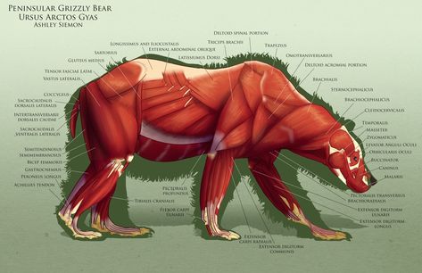 AnatoRef — Bear Anatomy Top Image and Bottom (Right) Row 2... Bear Anatomy, Bear Face Drawing, Vet Medicine, Cat Anatomy, Anatomy Tutorial, Animal Anatomy, Muscle Anatomy, Anatomy For Artists, Bear Cub