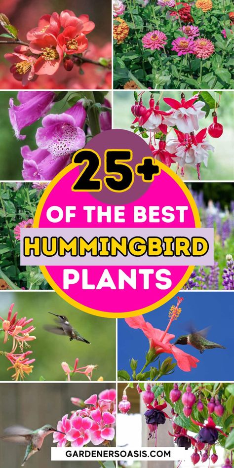 Hummingbird Plants: 25+ Of The Best Flowers That Attract Hummingbirds | Birds In The Garden Hummingbird Plants Perennials, Shade Plants Perennial, Flowers For Hummingbirds, Landscaping For Beginners, Flowers For Butterflies, Plants For Butterflies, Plants To Attract Hummingbirds, Attracting Hummingbirds, Flower Garden Layouts