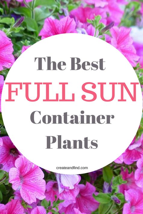 Full Sun Planters, Full Sun Container Plants, Full Sun Flowers, Indoor Pools, Container Garden Design, Sun Loving Plants, Full Sun Plants, Sun Perennials, Container Gardening Flowers