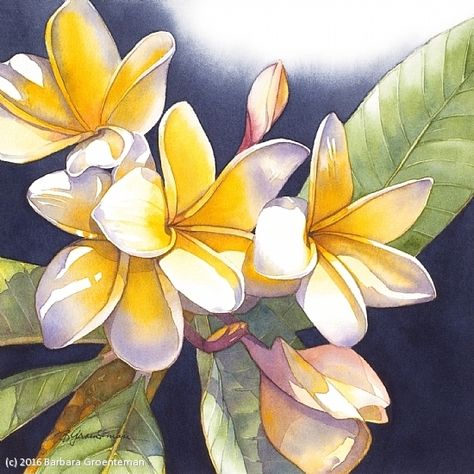 Passion for Plumeria #1 by Barbara Groenteman Watercolor ~ x Flores Plumeria, Paintings Easy, Plumeria Flowers, Art Watercolour, Hawaiian Flowers, Great Paintings, Tropical Art, Flower Art Painting, Watercolor Techniques