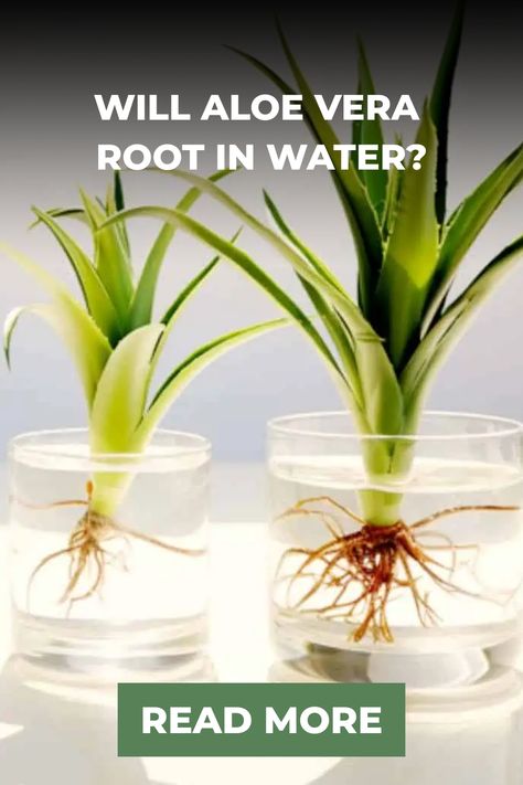 You can propagate aloe vera plants in water, but it’s a little tricky. This article will guide you through turning aloe vera cuttings into healthy new plants. Propogating Aloe Vera, Propagating Aloe Vera, Aloe Propagation, Propagating Aloe, Propagate Aloe, Propagate Aloe Vera, Aloe Plant Care, Housekeeping Hacks, Growing Aloe Vera