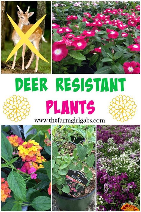 Deer Resistant Landscaping, Deer Proof Plants, Deer Resistant Flowers, Deer Resistant Garden, Deer Repellant, Deer Resistant Perennials, Deer Resistant Plants, Plants Ideas, Garden Shrubs