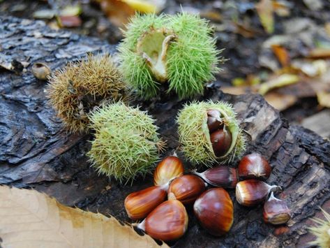 Woodland Classroom, Dandelion Coffee, Sustainable Homestead, Sweet Chestnut, Homestead Ideas, Roasted Chestnuts, Chestnut Horse, Wild Food, Exotic Plants