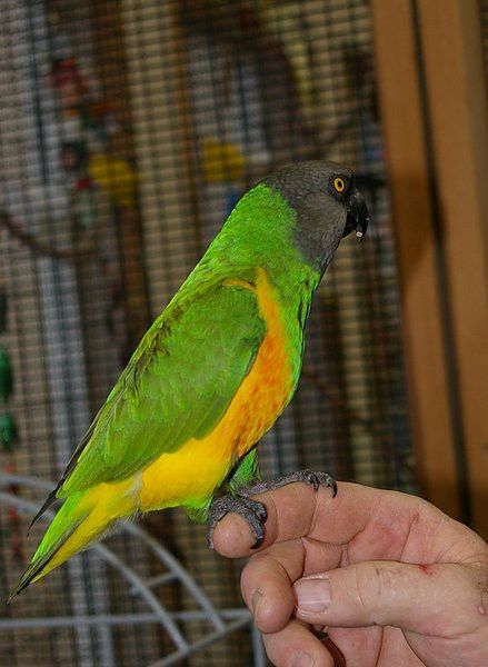 Senegal | Senegal at Best Friends | Rebecca O'Connor | Flickr Senegal Parrot, Parrot, Best Friends, Birds, Google Search