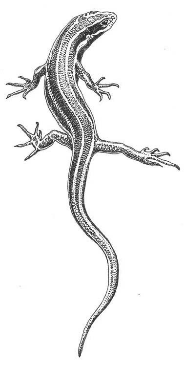 Western skink (Plestiodon skiltonianus) Skink Lizard Drawing, Vintage Lizard Illustration, Drawings Of Reptiles, Skink Lizard Tattoo, Leopard Gecko Drawing, Skink Tattoo, Reptile Tattoo, Lizard Drawing, Horticulture Garden