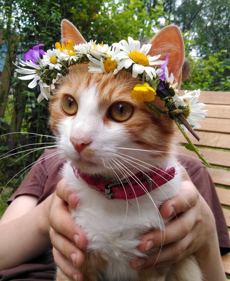 Flower Crown Drawing Reference, Flower Crown Reference, Wilted Sunflower, Cat Holding Flowers, Cat With Flower Crown, Cat Flower Crown, Cats With Flowers, Flower Crown Drawing, Cats And Flowers