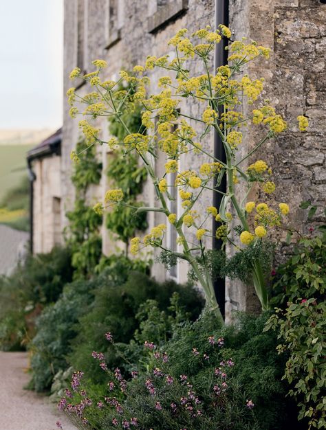 Dan Pearson, Marsh Marigold, Pool Shade, Ivy House, Spring Bulbs, Farm Stay, Garden House, Garden Inspired, House Garden