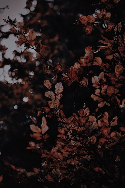 Fall Iphone Wallpaper Aesthetic Dark, Fall Phone Wallpaper Aesthetic Dark, Fall Wallpaper Aesthetic Dark, Dark Autumn Aesthetic Wallpaper, Dark Fall Aesthetic Wallpaper, Wallpaper Beautiful, Vintage Flowers Wallpaper, Beautiful Scenery Pictures, Fall Background