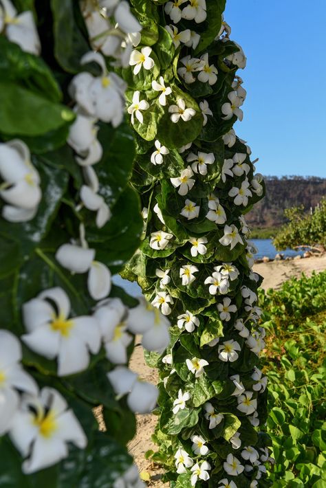 Frangipani flowers arch at Tropica Island Resort in Fiji photographed by Anais Photography Frangipani Wedding, Flowers Arch, Fiji Resort, Fiji Wedding, Wedding Set Up, Floral Arch, Island Resort, Post Wedding, Wedding Set