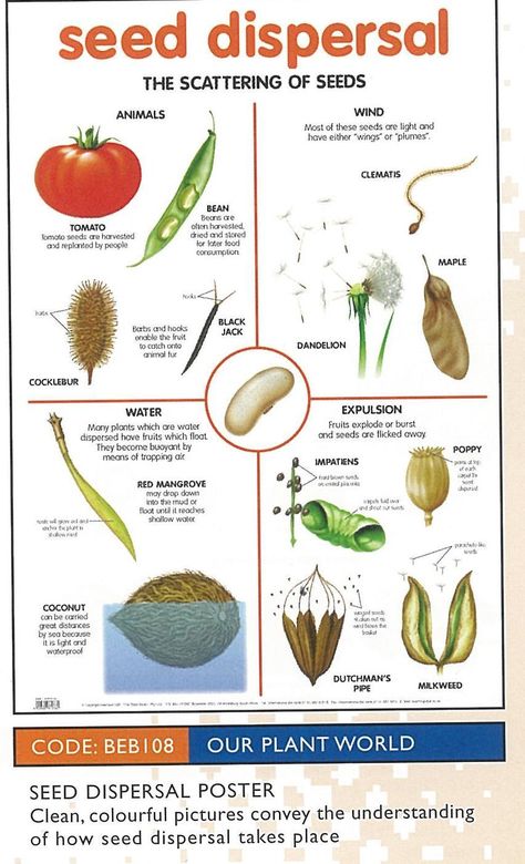 Reproduction In Plants, Seed Dispersal, Different Types, Seeds, Plants