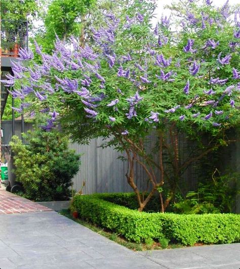 Boxwood Border, Vitex Tree, Vitex Agnus Castus, Agnus Castus, Chaste Tree, Fall Garden Vegetables, Cottage Garden Design, Tree Base, Front Landscaping