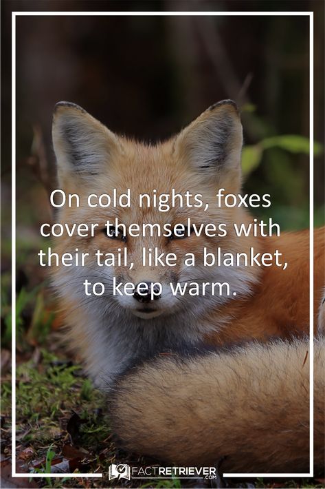 Foxes also use their tails to communicate and for balance. #fox #animalfacts Fox Personality, Fox Knowledge, Fox Facts For Kids, Arctic Fox Facts, Fox Masks, Facts About Foxes, Fox Sayings, Therian Ideas, Fox Quotes