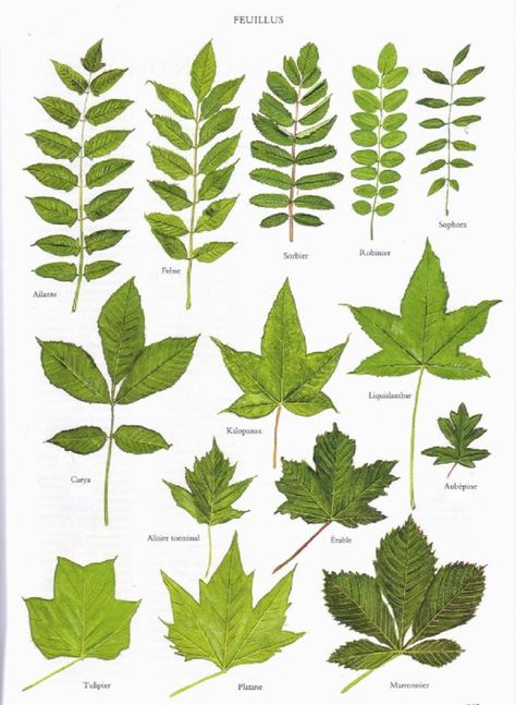 Quatre pages d'encyclopédies représentant les feuilles de 53 feuillus et 19 conifères ; ça peut aider à l'identification, cliquer pour agrandir les planches. - - Merci Bordas… ____ Un article qui p... Tree Leaf Identification, Leaf Identification, Tree Id, Tree Identification, Illustration Botanique, Plant Identification, Nature Tree, Botanical Drawings, Tree Leaves