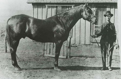 American-Quarter-Horse-Peter-McCue Horse History, Aqha Stallion, Bay Stallion, Standing Horse, American Quarter Horse Association, Aqha Horses, Horse Coat Colors, Famous Horses, Mad Money