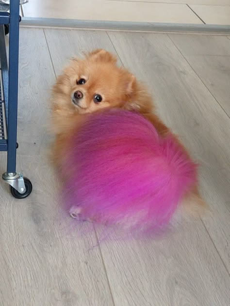 This is Pumpkin her tail has bin dyed with Opawz dog paint. Its not harmfull for the dog. Dog With Dyed Fur, Dog Hairstyle, Peach Pudding, Dyed Dogs, Grooming Salon Ideas, Hair Dye Techniques, Dog Hair Dye, Dog Dye, Grooming Dogs