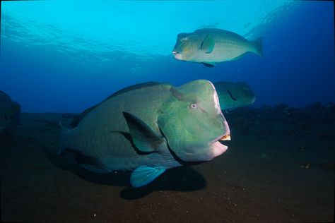 Bumphead Parrotfish Bumphead Parrotfish, Scuba Diving Photography, Diving Photography, Lagoona Blue, Beautiful Sea, Great Barrier Reef, Weird And Wonderful, Sea World, Coral Reef