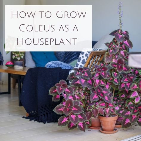 Properly potted and cared for, coleus makes a beautiful addition to your houseplants. Coleus Black Dragon, Indoor Coleus, Coleus Plants Care, Coleus Houseplant, Coleus Care, Coleus Plant, Coleus Plants, Desert Rose Plant, Indoor Water Garden