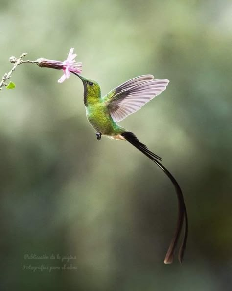 Hummingbirds Photography, Hummingbird Pictures, Birds Nature, Hummingbird Tattoo, Most Beautiful Birds, Exotic Bird, Bird Wallpaper, Pretty Animals, Watercolor Art Lessons