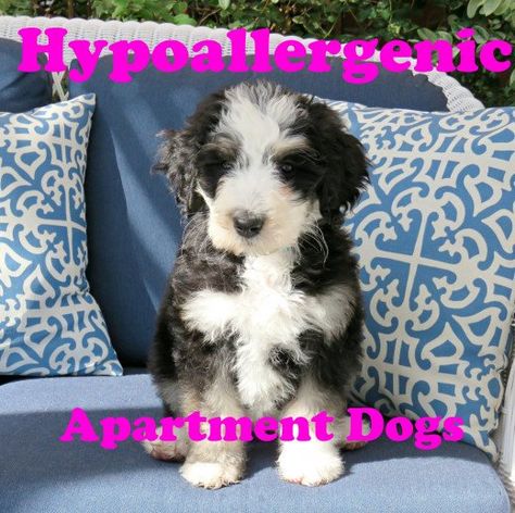 Some Poodle crosses, like the Bernodoodle, can do well in apartments. Dog Grave Ideas, Whoodle Dog, Best Hypoallergenic Dogs, Mixed Dog Breeds, Best Apartment Dogs, Poodle Mix Breeds, Dog Paw Balm, Hypoallergenic Dog Breed, Worms In Dogs