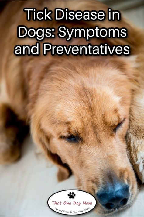 Everything you need to know about tick disease in dogs. How to prevent tick disease and symptoms to watch for. How To Get Rid Of Ticks On Dogs, Tick Bites On Dogs, Tick Bite Symptoms, Deer Tick Bite, Eye Infection In Dogs, Tick Removal Dog, To Improve Eyesight, Fever Symptoms, Deer Ticks