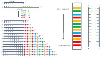 Sanger Sequencing Sanger Sequencing, Molecular Genetics, Dna Sequence, Molecular Biology, Biochemistry, Desi Beauty, Biology, Desi, Science