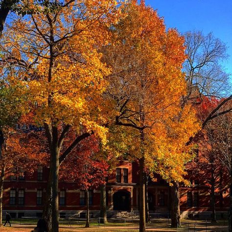 Fall Boards, Fall October, Fall Trees, Fall Mood Board, Season Of The Witch, Harvard University, Fall Feels, February 22, Best Seasons