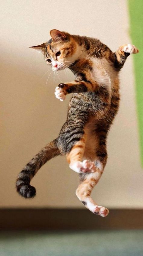 Cat Makes Amazing Jump [VIDEO Cat Jumping, Kitty Tattoos, Jumping Cat, Cat Anatomy, Image Chat, Dancing Cat, Cat Pose, Cat Photography, Cat Facts