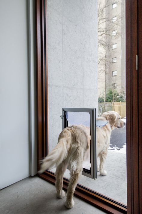 Photo 12 of 18 in An Elegant Edwardian Home Is Treated to a Thoughtful Revamp - Dwell Modern Dog Door, Modern Windows Design, Edwardian Home, Dog Window, Dog Thoughts, Pet Doors, Casement Window, Small Tub, Picture Window