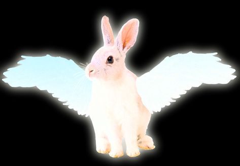 Ya #angelcore #bunnycore #bunny #rabbit #edit Bunny With Angel Wings, Rabbit Therian, Angel Bunny, Angel Core, Rabbit Head, Saving Grace, Reference Photos, Pastel Goth, Bunny Rabbit