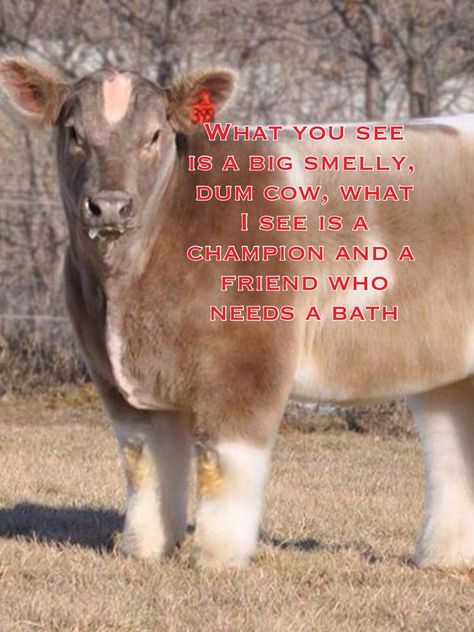 Funny Cow Quotes, Showing Cattle Quotes, Cattle Showing, Livestock Quotes, Cow Quotes, Show Steers, Show Cows, Farm Humor, Quotes People