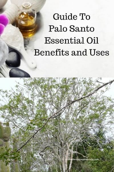 Aromatherapy supplies with the words Guide To Palo Santo Essential Oil Benefits and Uses and photo of a palo santo tree. Palo Santo Diffuser Blend, Palo Santo Essential Oil Benefits, Palo Santo Benefits, Palo Santo Incense Benefits, Peace And Calming Roller Blend, Benefits Of Palo Santo Wood, Essential Oils For Cough, Palo Santo Essential Oil, Palmarosa Essential Oil