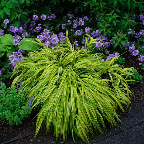 Japanese forestgrass (Hakonechloa macra) is a wonderful grass for shady areas. It offers a lovely waterfall-like habit and variegated varieties have bight gold, yellow, or white in the foliage. In fall, the leaves usually pick up beautiful reddish tones. It grows best in Zones 5-9 and grows a foot tall. Ornamental Grasses For Shade, Shade Plants Container, Shade Grass, Japanese Forest, Shade Gardening, Shade Gardens, Longwood Gardens, Grasses Garden, Fine Gardening