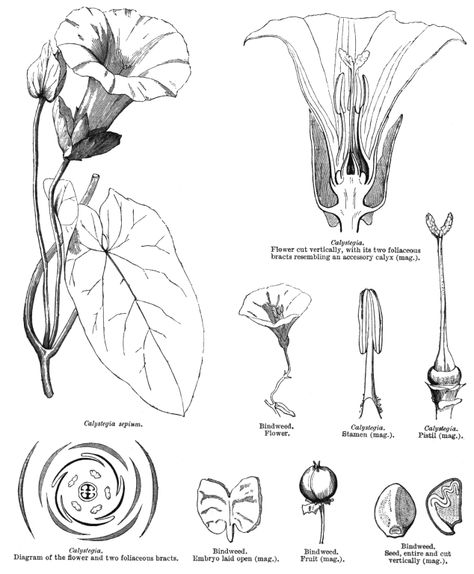 Morning glory anatomy: flower Auguries Of Innocence, Flower Anatomy, Blue Morning Glory, Morning Glory Flowers, Grain Of Sand, Floral Photography, Crepe Paper, Morning Glory, Flowers Photography