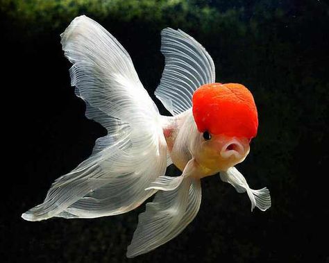 MFW I see a fish with a GIANT RED BRAIN! - Imgur Lionhead Goldfish, Oranda Goldfish, Ikan Air Tawar, Pretty Fish, Salt Water Fish, Water Animals, Fish Wallpaper, Underwater Creatures, Pet Fish