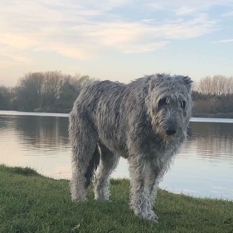 14 Huge Facts About Massive Irish Wolfhound Dogs | PetPress Big Wolves, Irish Hound, Massive Dog Breeds, Irish Wolfhound Puppy, Irish Wolfhound Aesthetic, Wolfhound Puppies, Irish Wolfhound Mixed Breed, Irish Wolf Hound, Wolf Hound