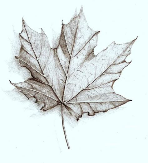 Drawing Leaves, Maple Leaf Art, Leaves Sketch, First Drawing, Nature Sketch, Object Drawing, Drawing Exercises, Pencil Drawings Easy, Leaf Drawing