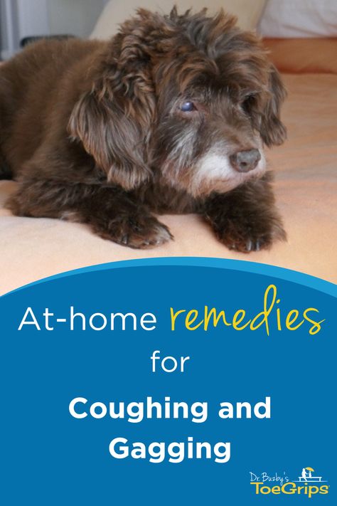 When your dear old dog is coughing and gagging, it’s easy to start worrying. Could it be something serious? Or did your dog just have something that “went down the wrong tube”? To help you make sense of it all, integrative veterinarian Dr. Julie Buzby discusses seven common reasons for coughing and gagging and reviews when to call the vet. She also gives an overview of what to expect at the vet and discusses some home remedies. Diy Dog Cough Medicine, How To Treat Kennel Cough, Dog Coughing Remedies, Dog Cough Remedy, Kennel Cough Remedies Dogs, Kennel Cough Remedies, Remedies For Coughing, Cough Medicine For Dogs, Dog Coughing And Gagging