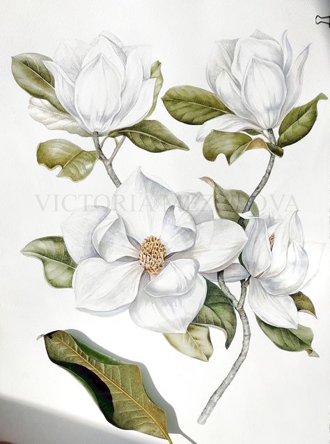 Victoria Mezenova watercolor illustration of a white magnolia branch and blooms.  #botanicalillustration #botanical #watercolorflowers #watercolor Watercolor Magnolia, Illustration Botanique, Floral Drawing, Cat Air, Watercolor Flowers Paintings, Botanical Painting, Watercolor Sunflower, Magnolia Flower, Botanical Drawings