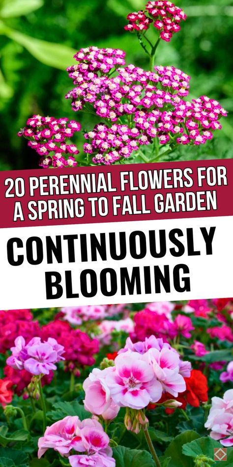 These 20 perennial flowers are perfect for a garden that blooms continuously from spring to fall! Offering vibrant seasonal blooms, these long-blooming perennials bring bright colors and life to your landscape all season. With their drought-tolerant qualities, many of these flowers are also ideal for low-maintenance gardening. Save this pin for a garden that never stops blooming! Midwest Flower Garden, All Season Flower Bed, Colorado Flower Garden, Perennial Flowers, Early Summer Blooming Perennials, Colorful Perennials Part Sun, Zone 8b Fall Flowers, Preannual Flowers Beds, Spring To Fall Perennial Garden