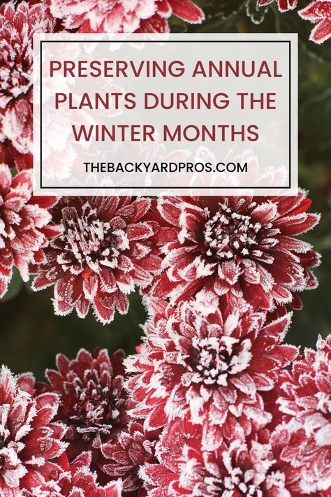 Keeping Annuals Blooming Against All Odds Brace yourself for a floral adventure like no other! In this guide, we've covered strategies to help your cherished annuals brave the frosty winter season. Join the ranks of green-thumbed heroes and give your annuals the fighting chance they deserve. Winter won't stand a chance when you unleash the power of everlasting blooms! How To Save Annuals Over Winter, Sweet Potato Vine, Potato Vines, Garden Hacks, Against All Odds, Overwintering, Four O Clock, Brace Yourself, California Poppy