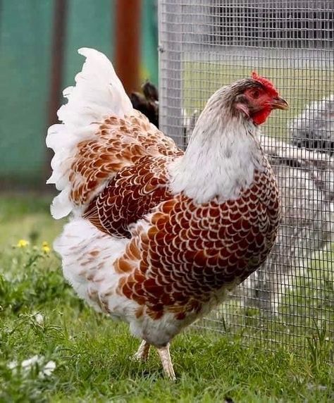 Garden Backyard Ideas, Tattoos Pets, Blue Laced Red Wyandotte, Aesthetic Chicken, Pet Tattoo Ideas, Pet Drawings, Chicken Pictures, Fancy Chickens, Pet Drawing