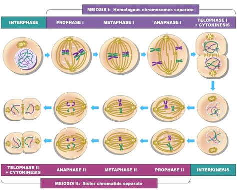 Stages of Meiosis | BioNinja Meiosis Stages, Nuclear Membrane, Dna Replication, The Stage, Nursing, Media