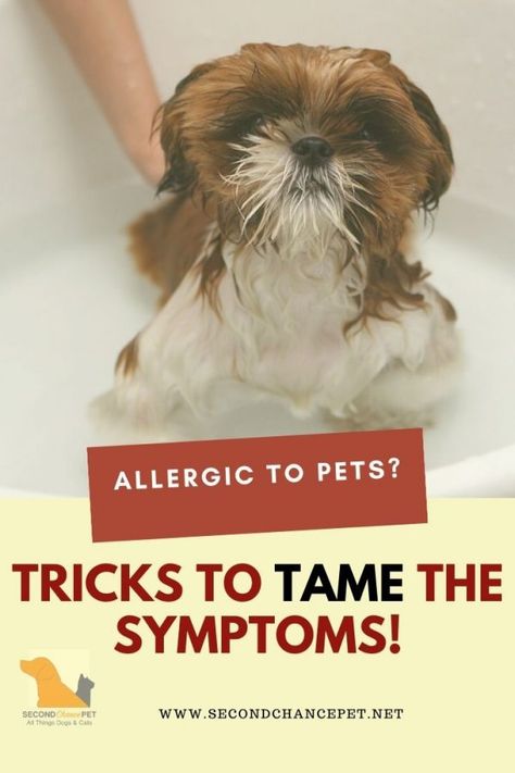 Allergic To Dogs Remedies, Allergy Medicine For Dogs, Best Food For Dogs With Skin Allergies, What Can I Give My Dog For Allergies, Spring Allergies, Pet Shed, Allergic To Dogs, Allergic To Cats, Living With Dogs