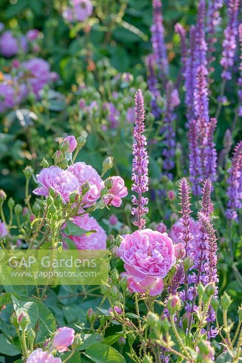 Plant Photography, Romantic Garden, Plant Combinations, Garden Table, Companion Planting, English Garden, Country Gardening, Plant Design, Flower Beauty