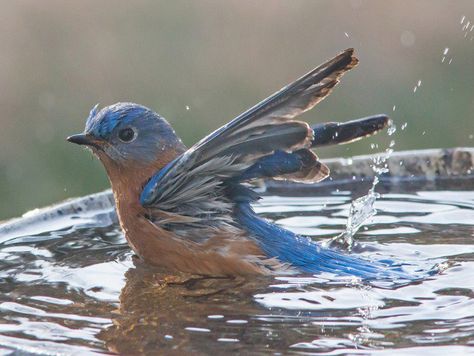 5 Bird Baths To Spruce Up Your Yard - Oola.com Heated Bird Bath, Bird Strike, Wild Design, Common Birds, Green Bird, How To Attract Birds, Small Ponds, Water Sources, Arte Inspo