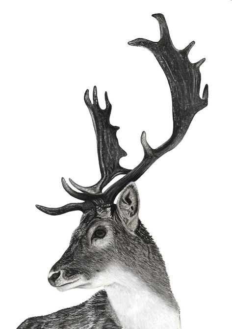 Fallow Deer Tattoo, Fallow Deer Drawing, Stag Drawing, Bugs Bunny Drawing, Stag Tattoo, Pencil Drawing Ideas, Wood Burning Patterns Stencil, Deer Drawing, Woodland Animal Art