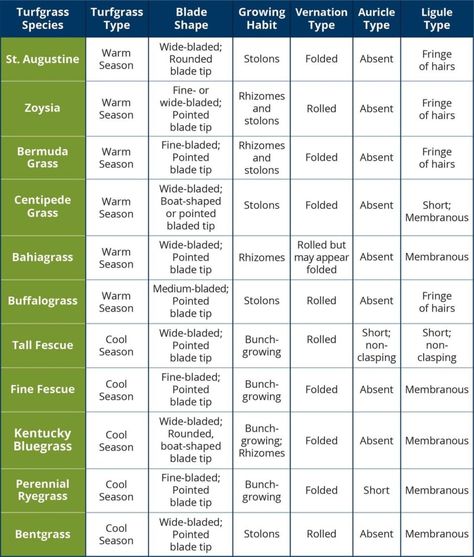 Lawn Maintenance Schedule, Grass Type, Lawn Maintenance, Root Growth, Grass Seed, Landscape Projects, Lawn And Garden, Lawn Care, Lawn